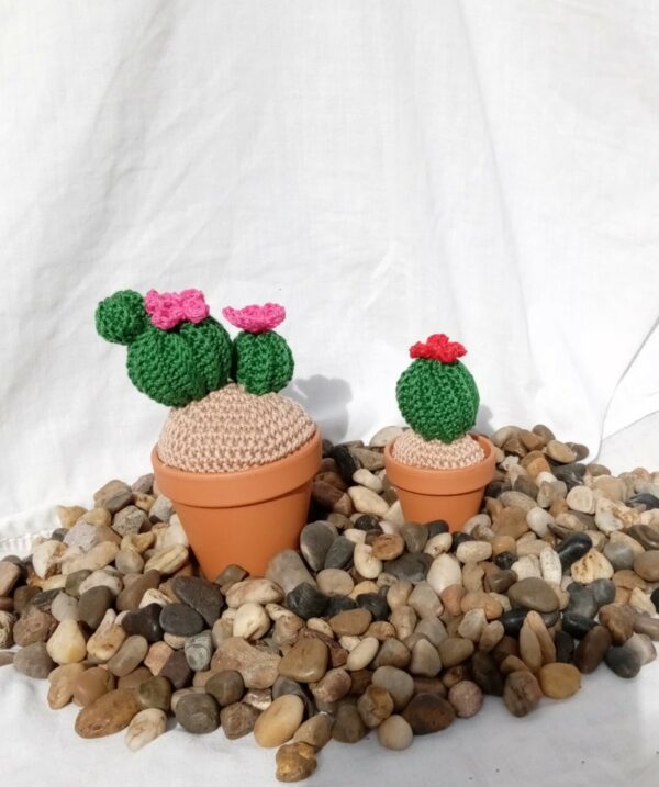 cactus dans pot